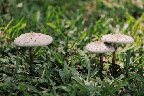 Mushroom in Grass