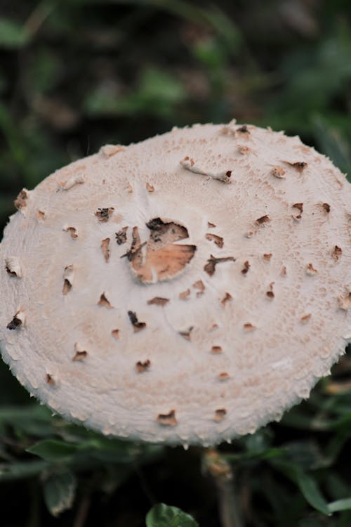 Close-Up Shot of a Mushroom 