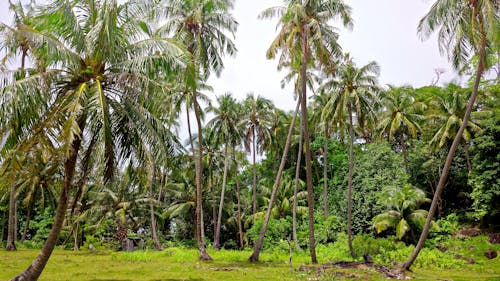 Fotobanka s bezplatnými fotkami na tému džungľa, Indonézia, kokosové palmy