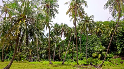 Free Explore the vibrant coconut palm forest in Sukakarya, Aceh, a tropical paradise of natural beauty. Stock Photo
