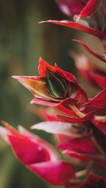 Fotomural Close-up detallado de una vibrante planta tropical roja y verde con hojas exuberantes.
