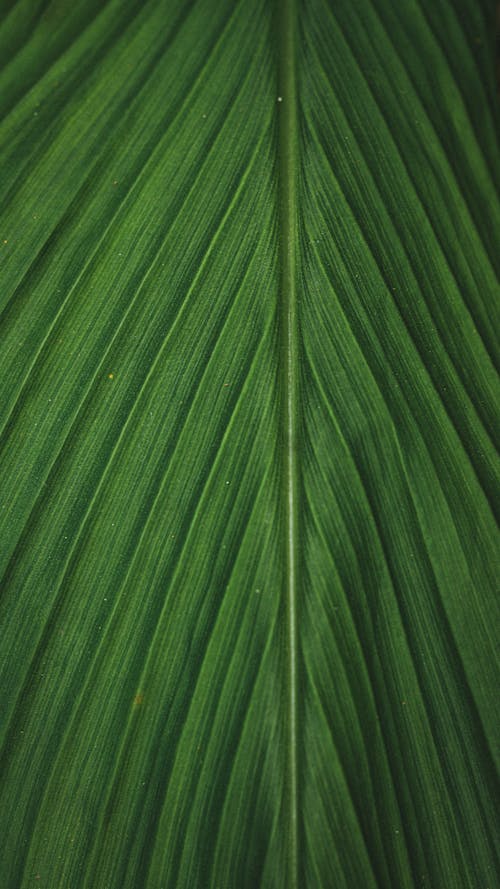 수직 쐈어, 식물, 야자나무의 무료 스톡 사진