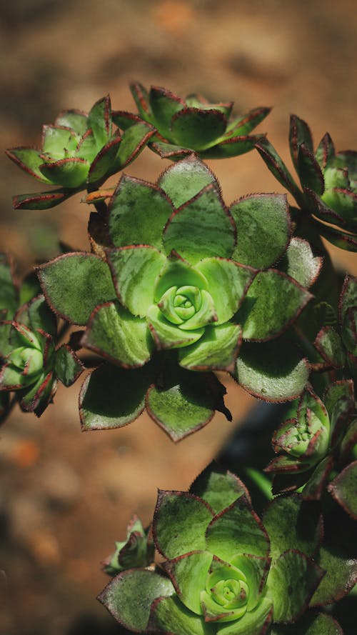 Green Cactus Flower Plant