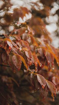 Close-up of wet autumn leaves with dewdrops reflecting fall ambiance.