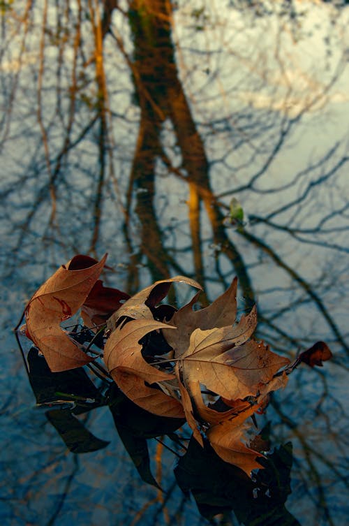 갈색 잎, 나뭇잎, 떨어진 나뭇잎의 무료 스톡 사진
