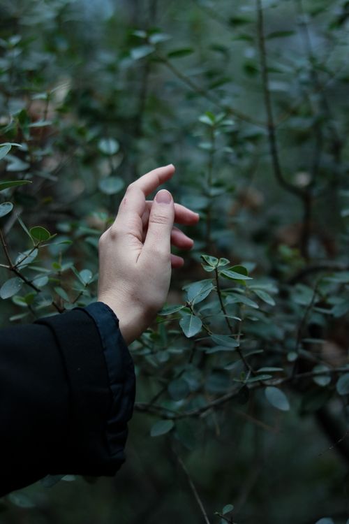 Free A woman's hand gently touches vibrant green leaves in a serene outdoor setting. Stock Photo