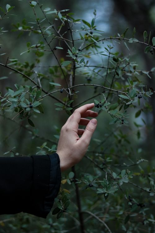 Free A hand extends towards lush green leaves in a serene outdoor setting, capturing a moment of nature interaction. Stock Photo