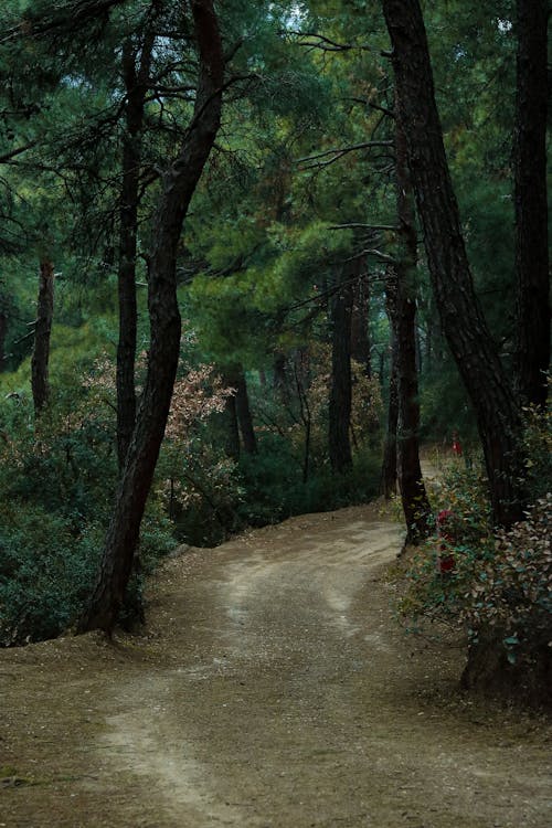 Scenic View of a Dirt Road in a Forest 