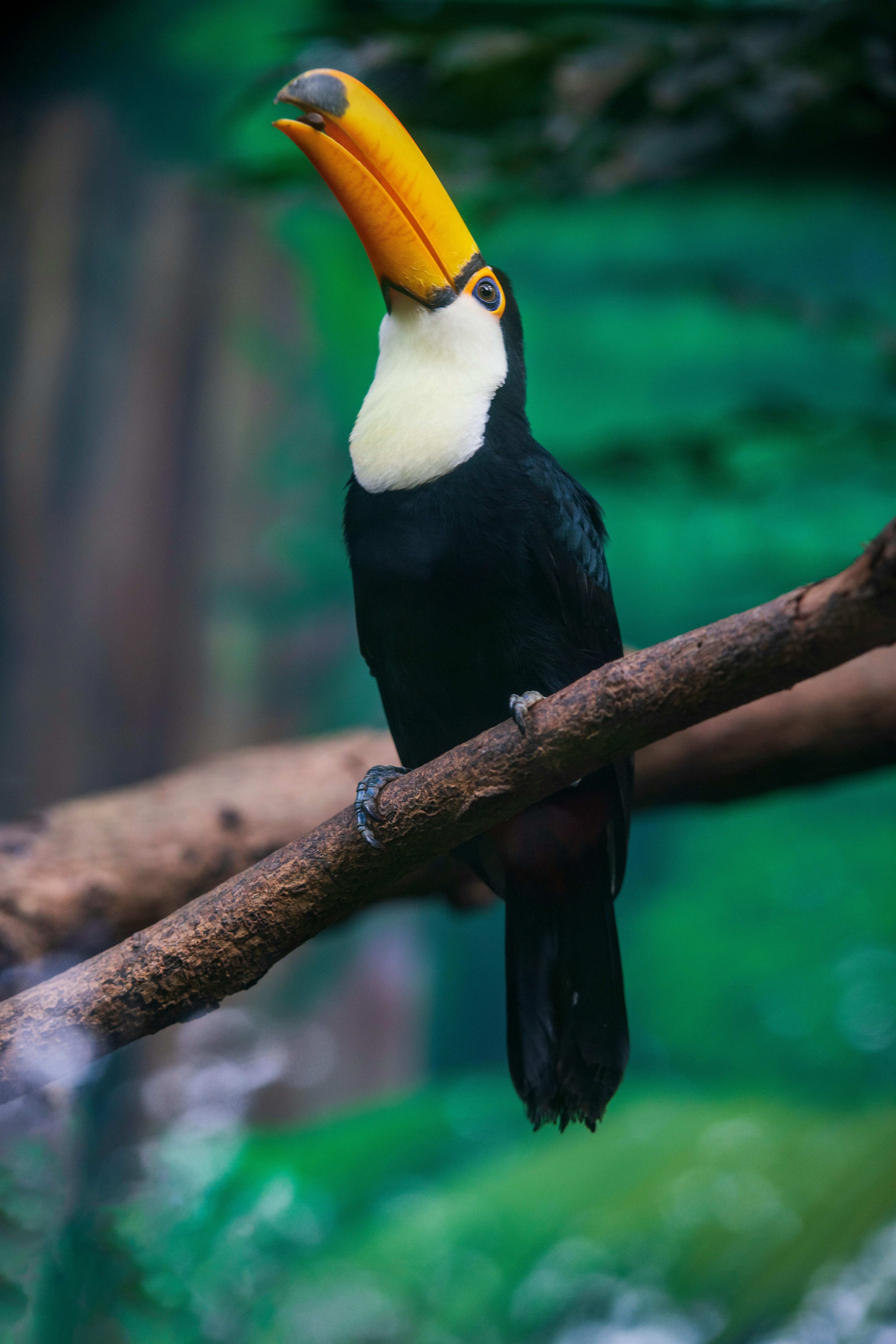 Download wallpaper 5304x7952 toucan bird beak bright branch hd  background