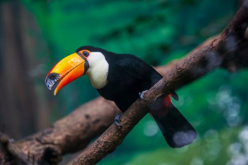 Free Vibrant toco toucan perched on a branch in a tropical setting in Taipei, Taiwan. Stock Photo