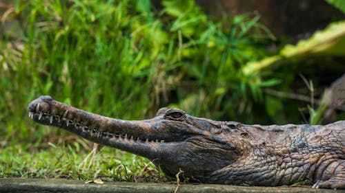 A Crocodile in Close-Up Photography