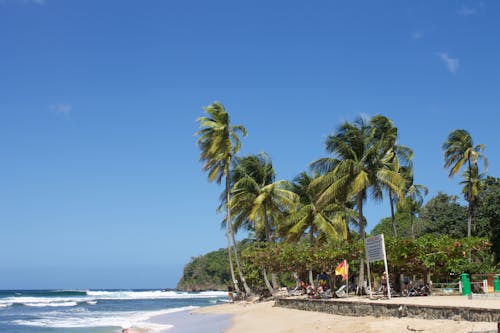 Palm Trees on Sand Beach near Sea