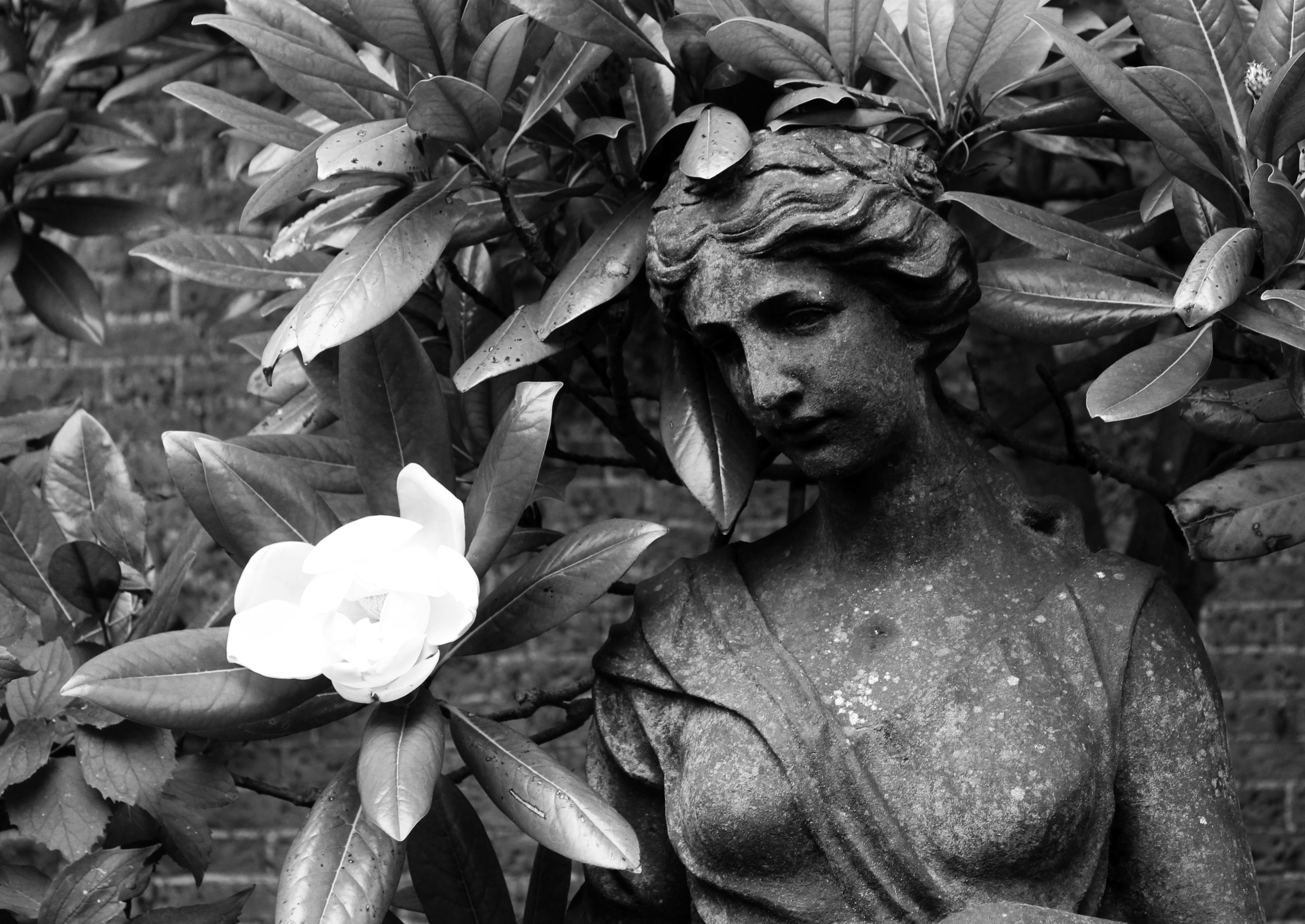 Free stock photo of black and white, garden, statue
