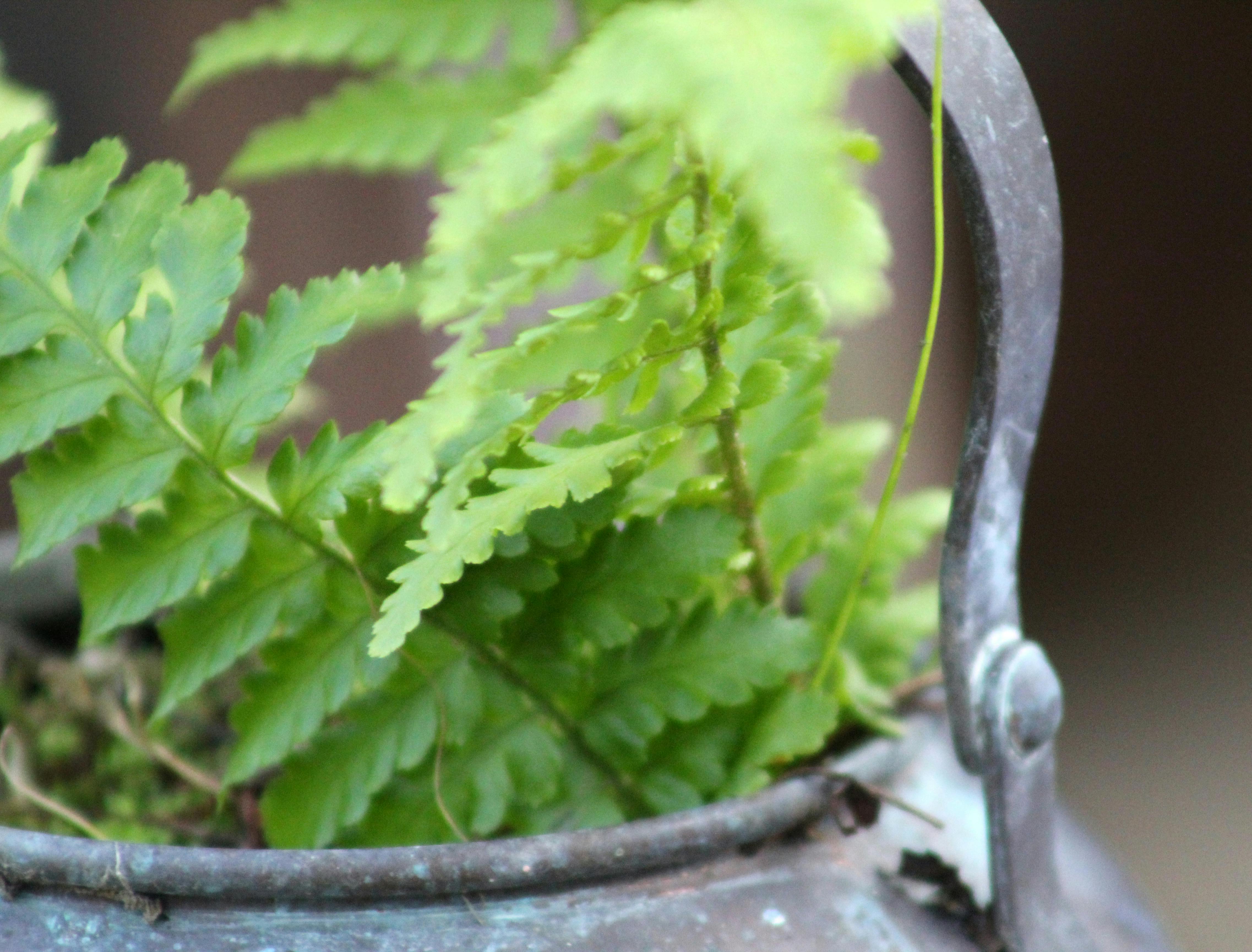 Free stock photo of fern, fern leaves
