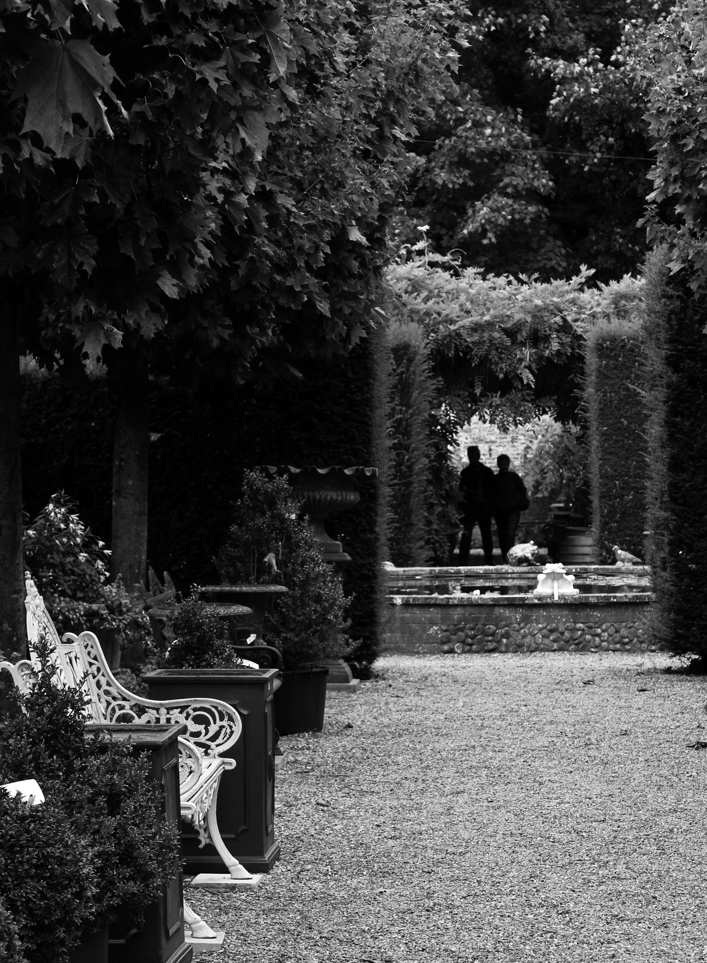 Free stock photo of black and white, garden, path