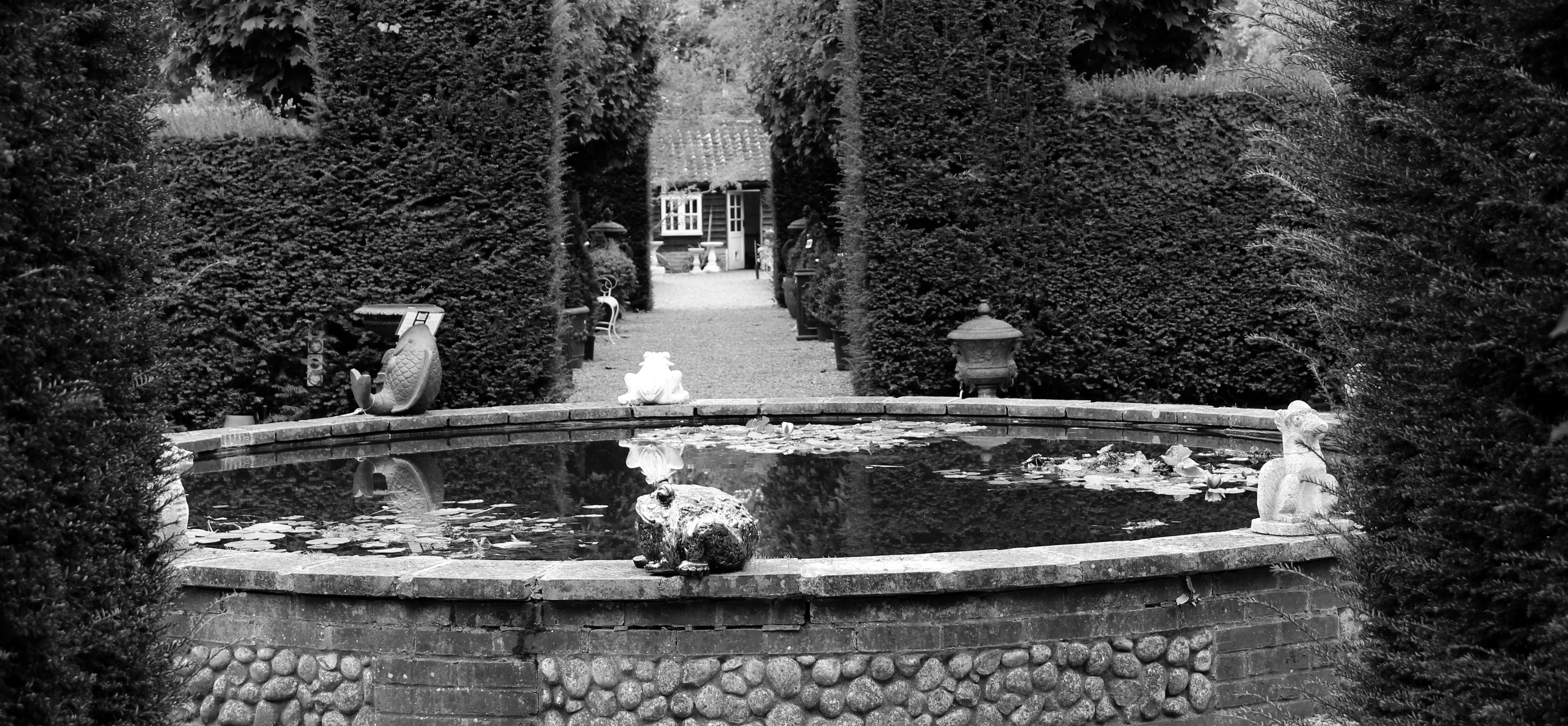 Free stock photo of black and white, garden, garden pond