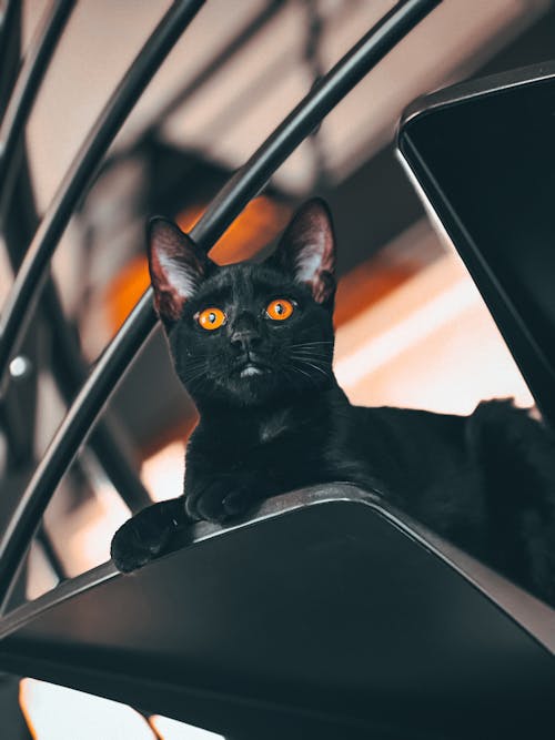 Close-Up Shot of a Black Cat 