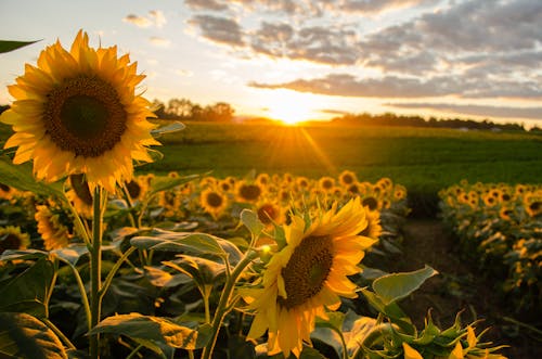 Kostnadsfria Kostnadsfri bild av bondgård, flora, gyllene solnedgång Stock foto