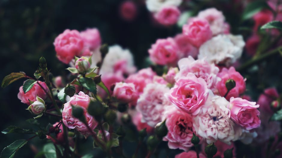 90,000+ Best Pink Flower Photos · 100% Free Download · Pexels Stock Photos