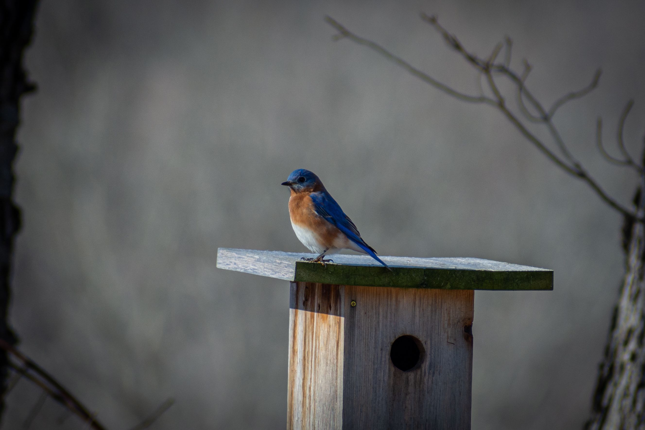 Little Bird Sitting on Wooden Birdhouse · Free Stock Photo