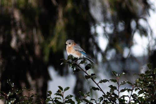 Little Bird on a Branch 