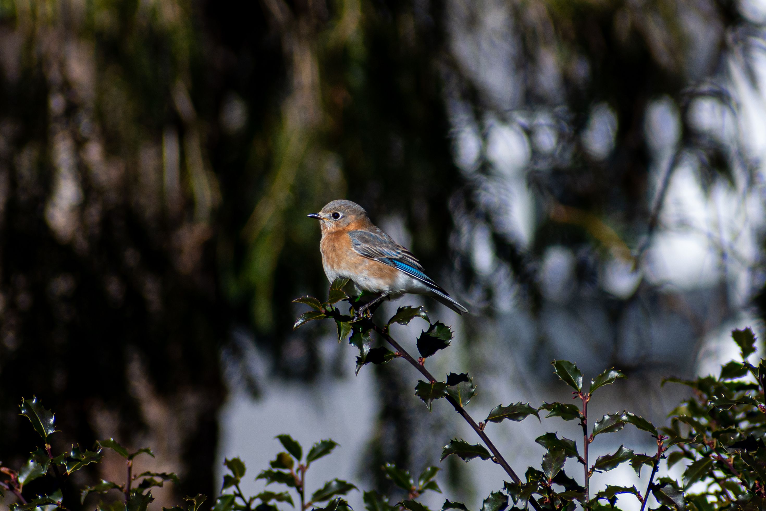 Little Bird on a Branch · Free Stock Photo