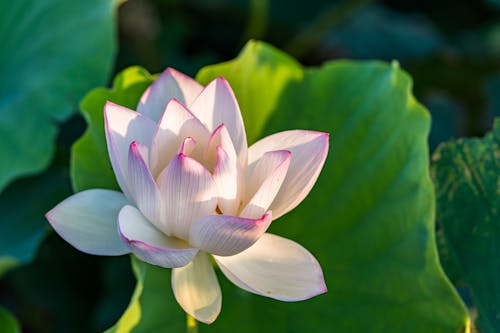 Foto profissional grátis de cor-de-rosa, flor, foco seletivo