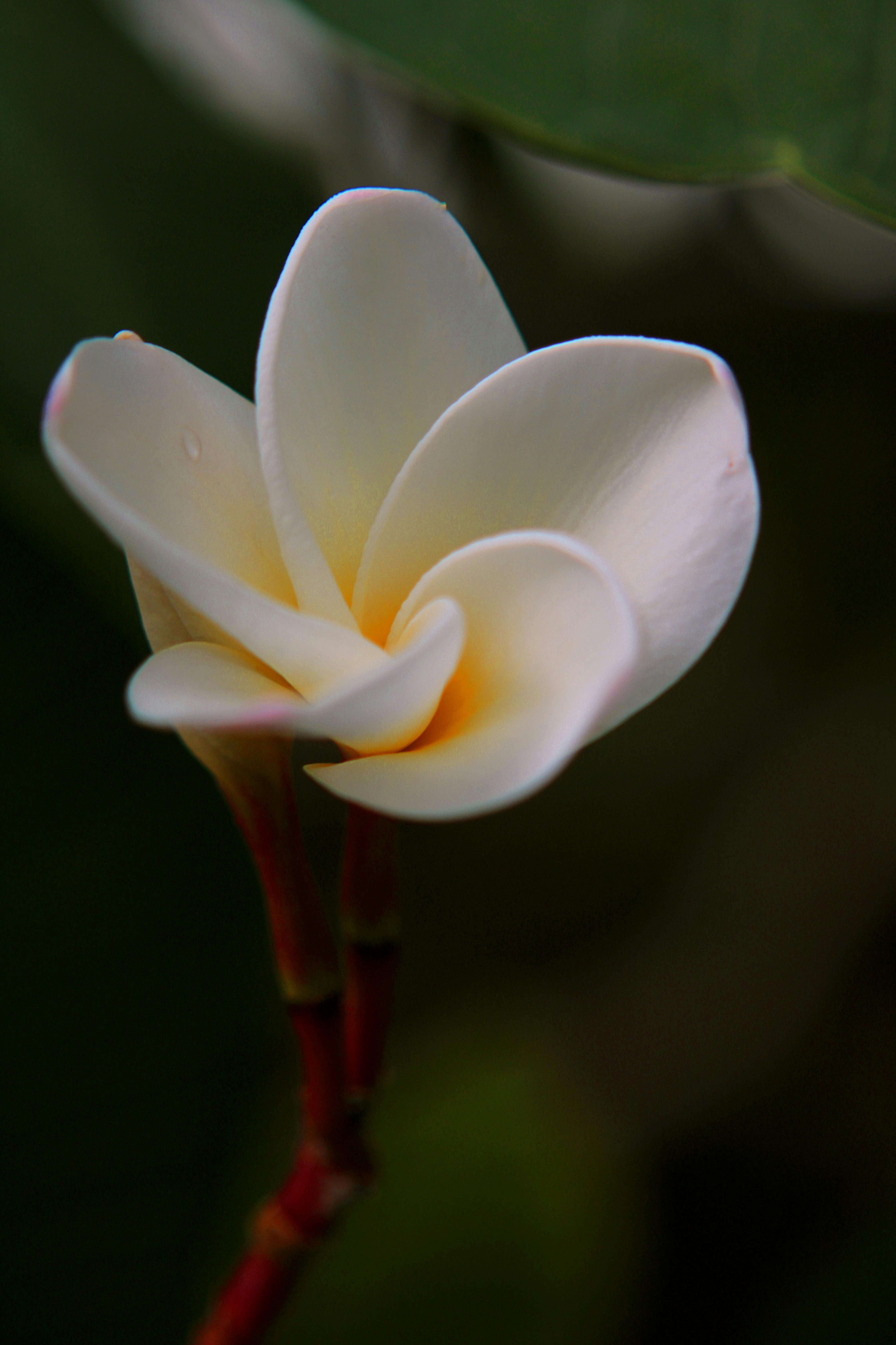 Frangipani Flowers Wall Blossom Wallpaper Photo Background And Picture For  Free Download - Pngtree