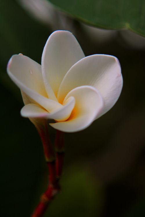 Free Close-up of a blooming plumeria flower showcasing its delicate petals and soft colors. Stock Photo