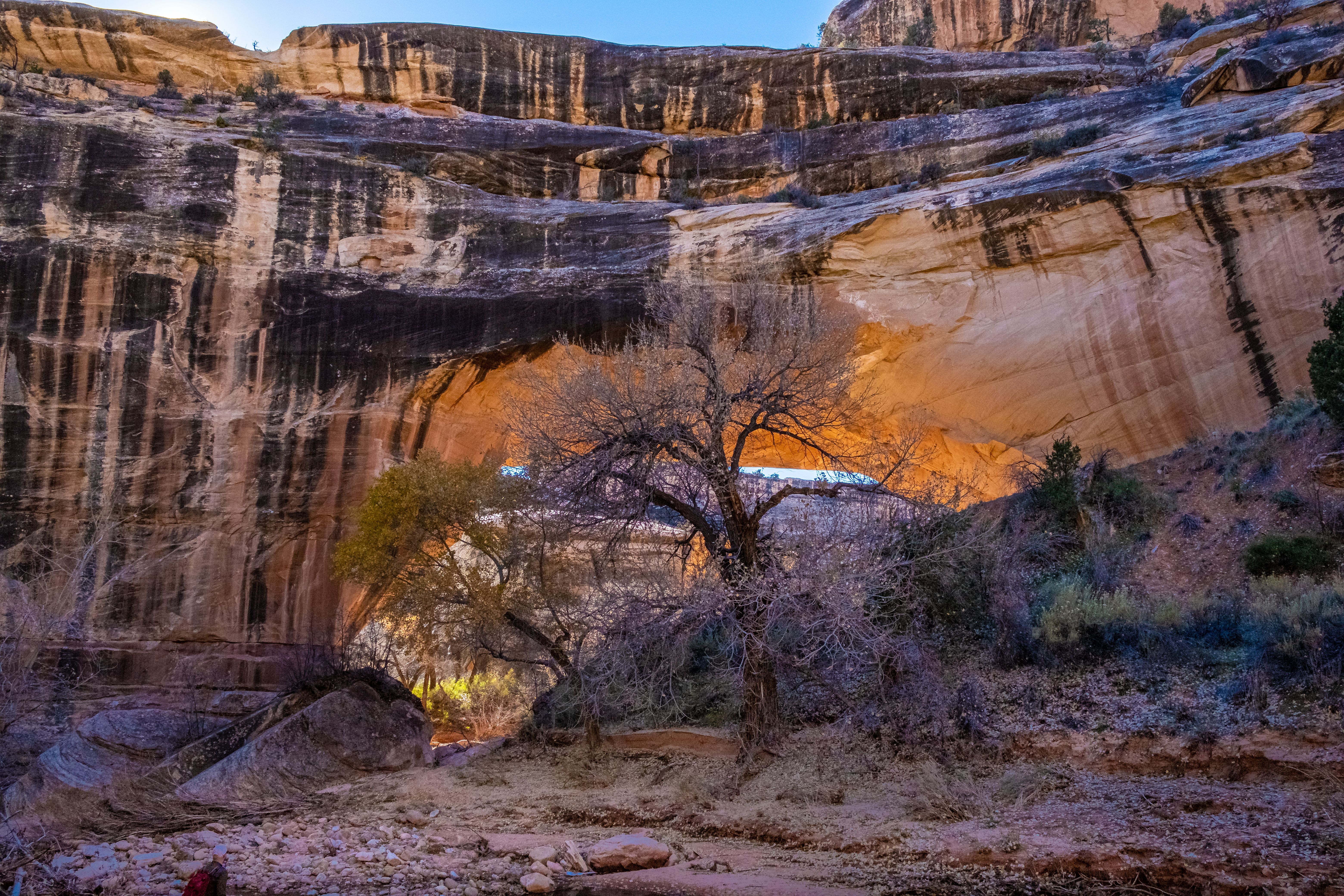 Trees near Rocks · Free Stock Photo
