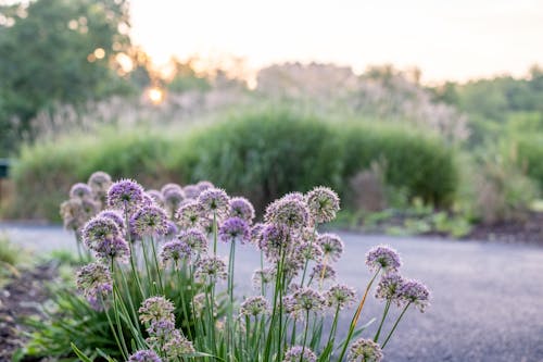 Foto d'estoc gratuïta de camí, llit de flors