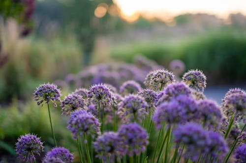 Gratis lagerfoto af seng af blomster