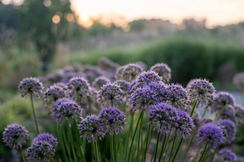 Immagine gratuita di fiori bellissimi