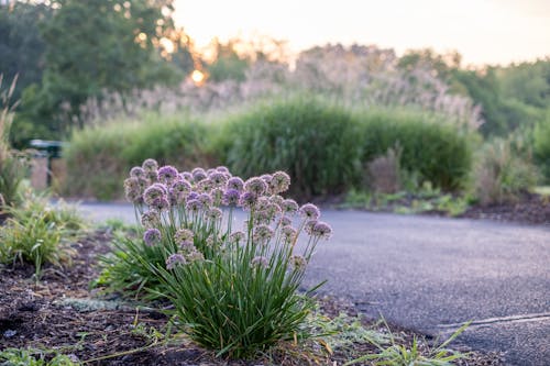 Flowers on Path