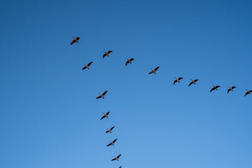 Immagine gratuita di birds_flying, la migrazione, uccelli
