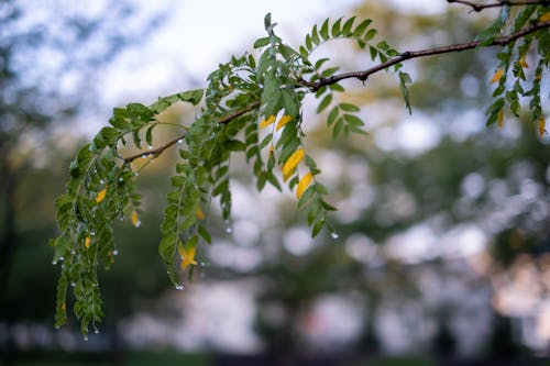 Kostenloses Stock Foto zu baum im herbst