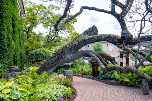 Fallen Tree