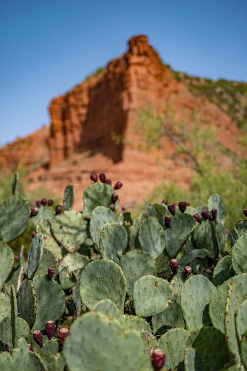 Close up of Cactus Plants