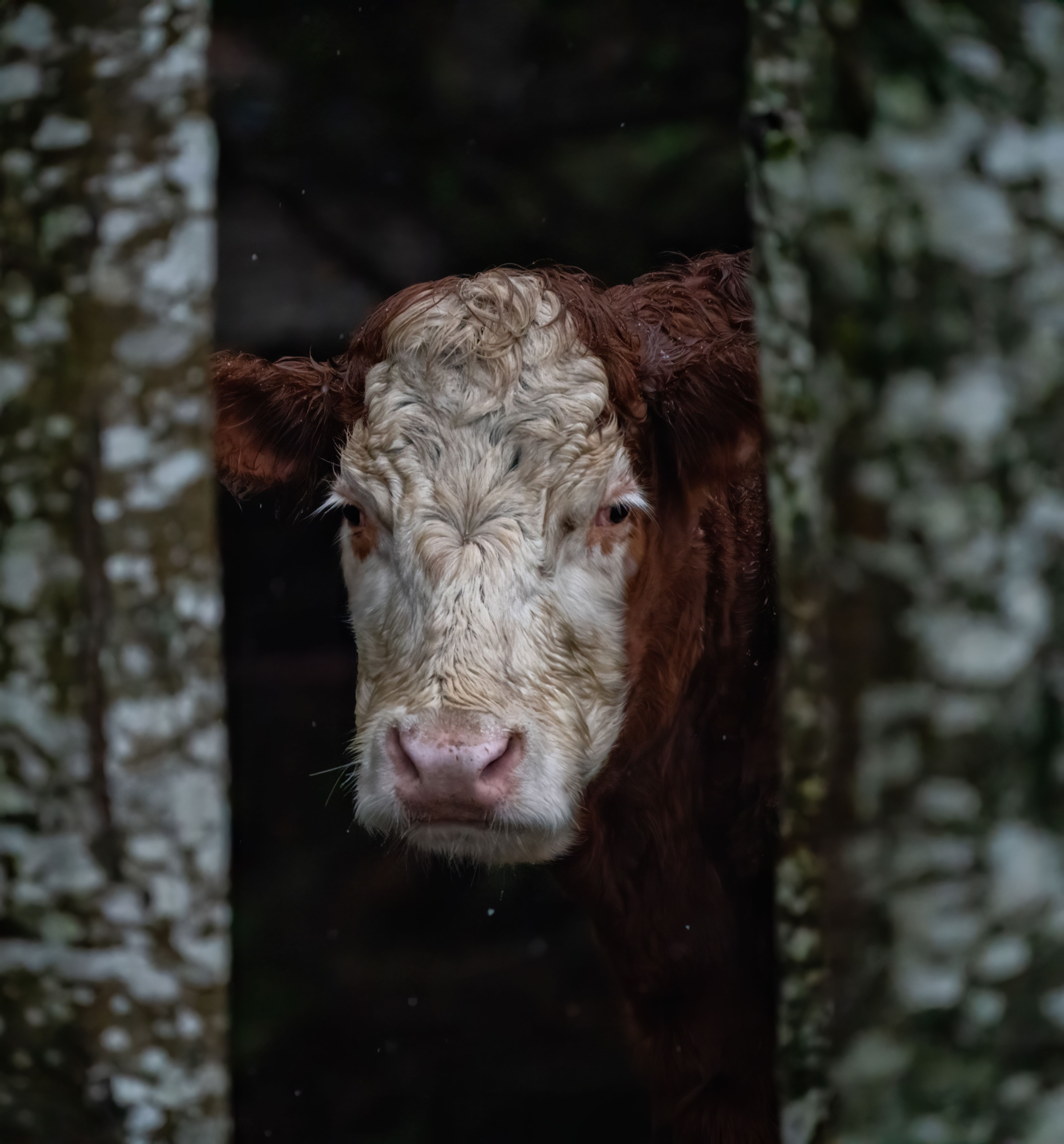 Trees and Cow Head · Free Stock Photo