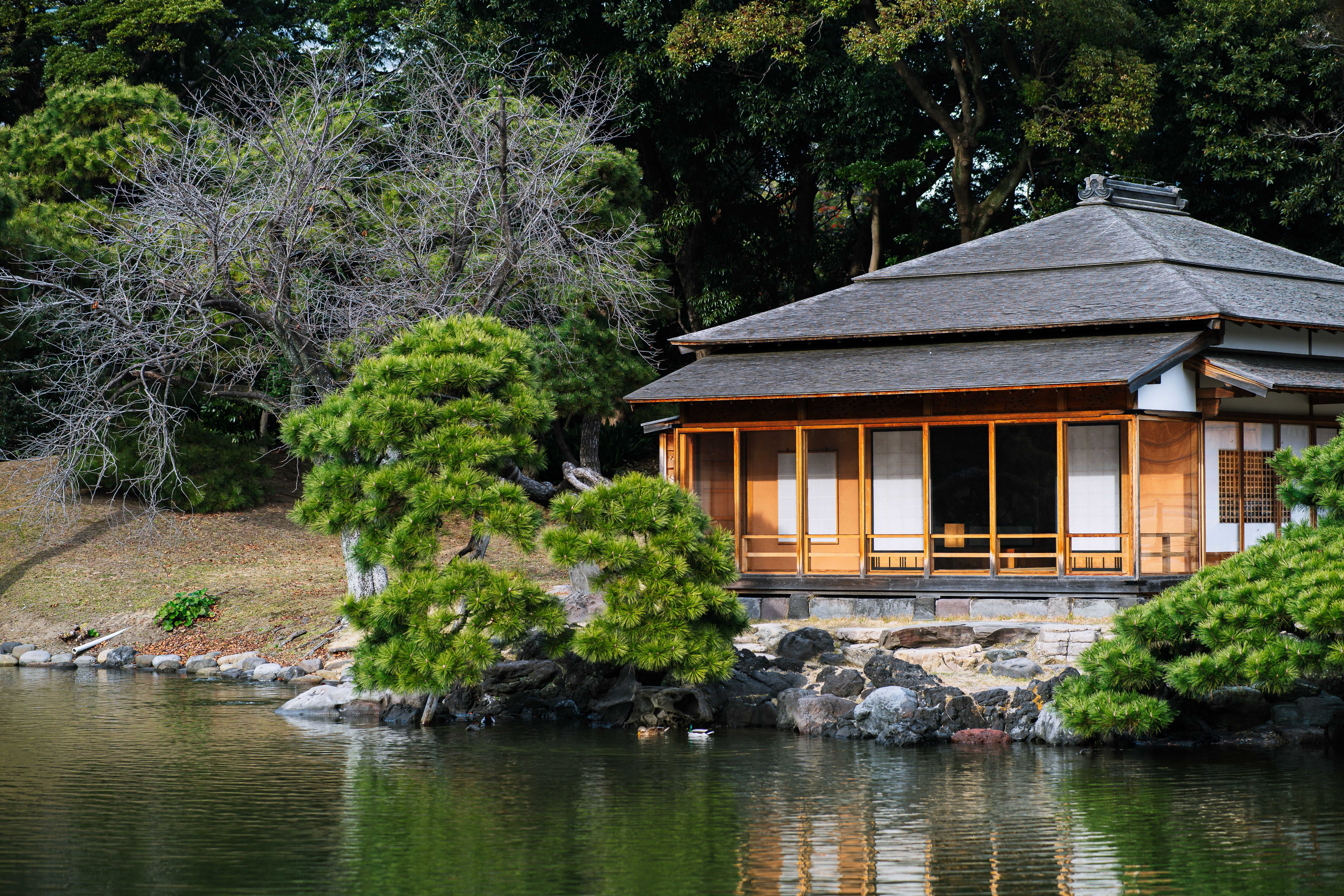 Tranquil Japanese house with a thatched roof by a serene pond in Tokyo park.