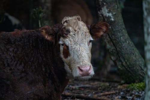 Cattle in Close-up Photography