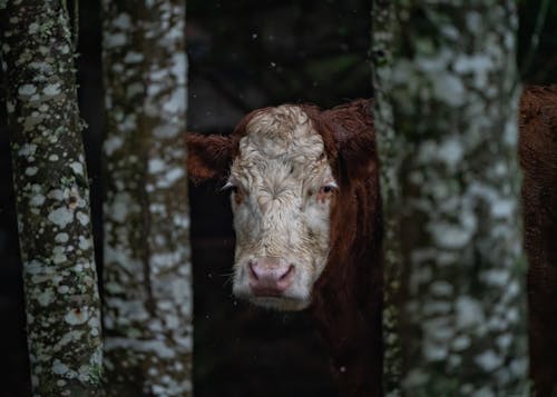 Δωρεάν στοκ φωτογραφιών με αγελάδα, βόδια, γκρο πλαν Φωτογραφία από στοκ φωτογραφιών
