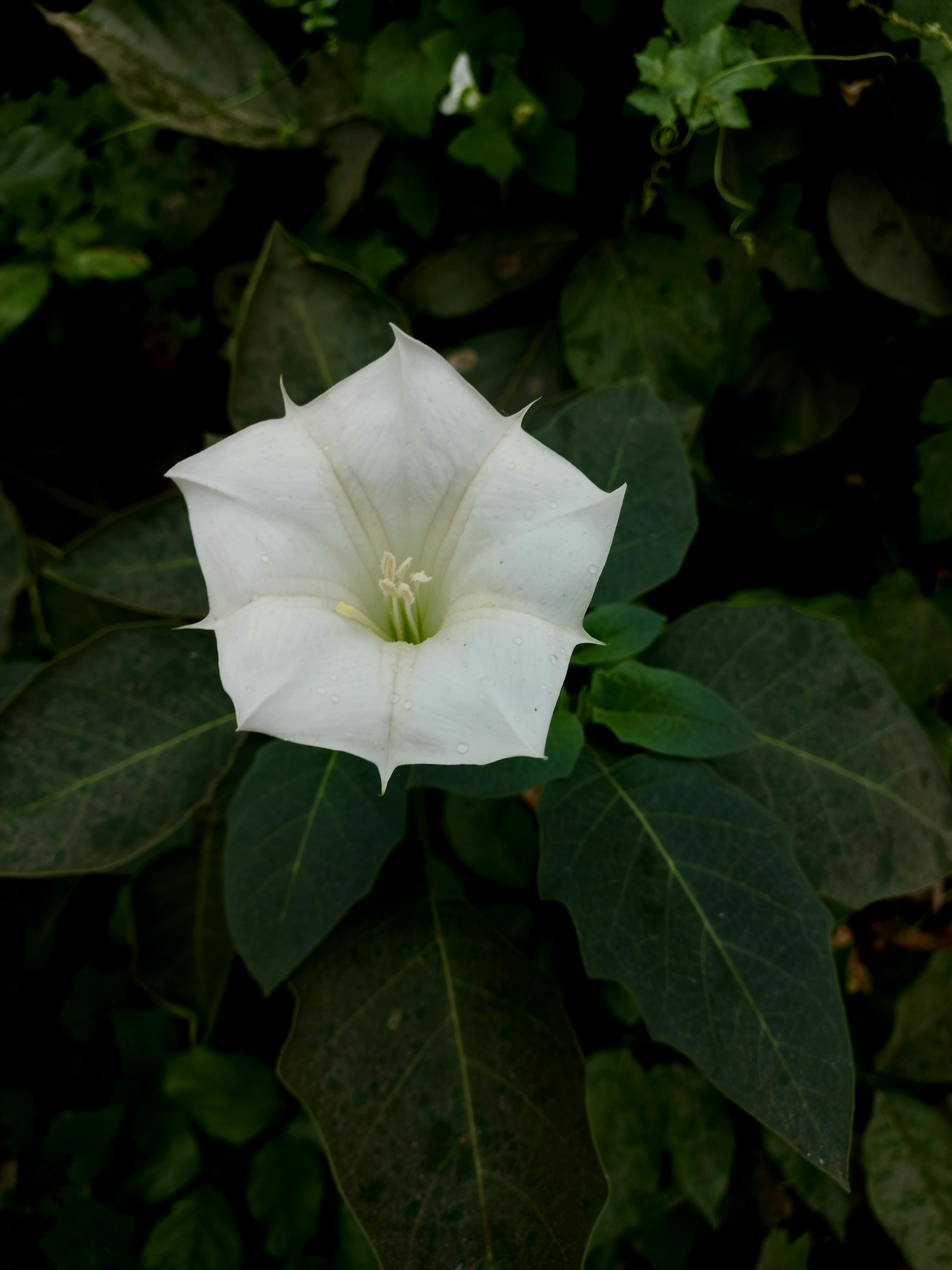 Datura Stramonium L. Thorn Apple Shivpriya, which has intoxicating, ametic,  Stock Photo, Picture And Rights Managed Image. Pic. RHA-238-4647 |  agefotostock