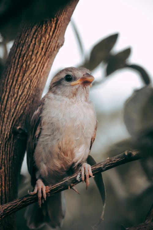 Bird in Nature