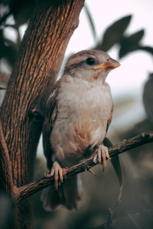 Free Detailed shot of a sparrow perched on a branch in a natural setting in India. Stock Photo