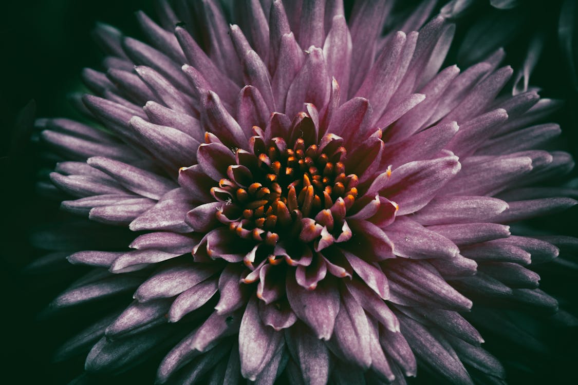 Pink Tropical Flower in a Garden