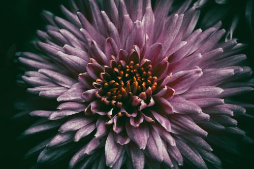 Free Detailed close-up of a vibrant pink dahlia flower with lush petals and dark foliage background. Stock Photo