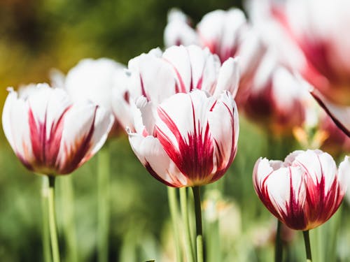Ảnh lưu trữ miễn phí về cận cảnh, hệ thực vật, hoa tulip vườn