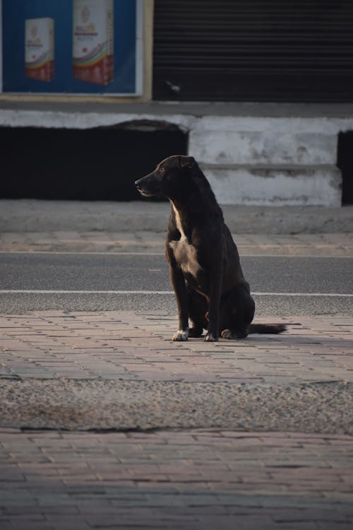 Gratis arkivbilde med dyr, fortau, hund