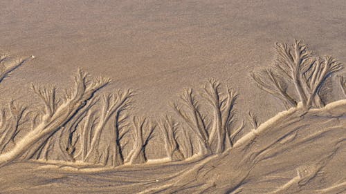 Tree Paintings on Sand 